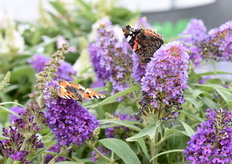En natuurlijk zijn de vlinders er ook dol op.